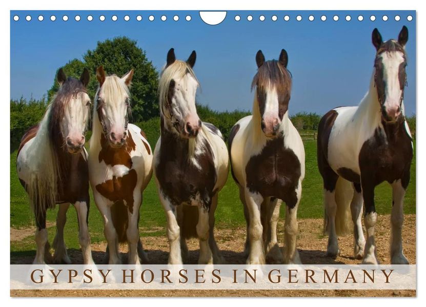 Gypsy Horses (Wandkalender 2026 DIN A4 quer) CALVENDO Monatskalender
