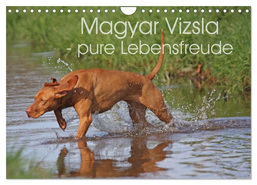 Magyar Vizsla - pure Lebensfreude (Wandkalender 2026 DIN A4 quer) CALVENDO Monatskalender