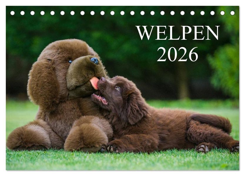 Welpen 2026 (Tischkalender 2026 DIN A5 quer) CALVENDO Monatskalender