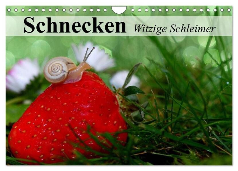 Schnecken. Witzige Schleimer (Wandkalender 2026 DIN A4 quer) CALVENDO Monatskalender