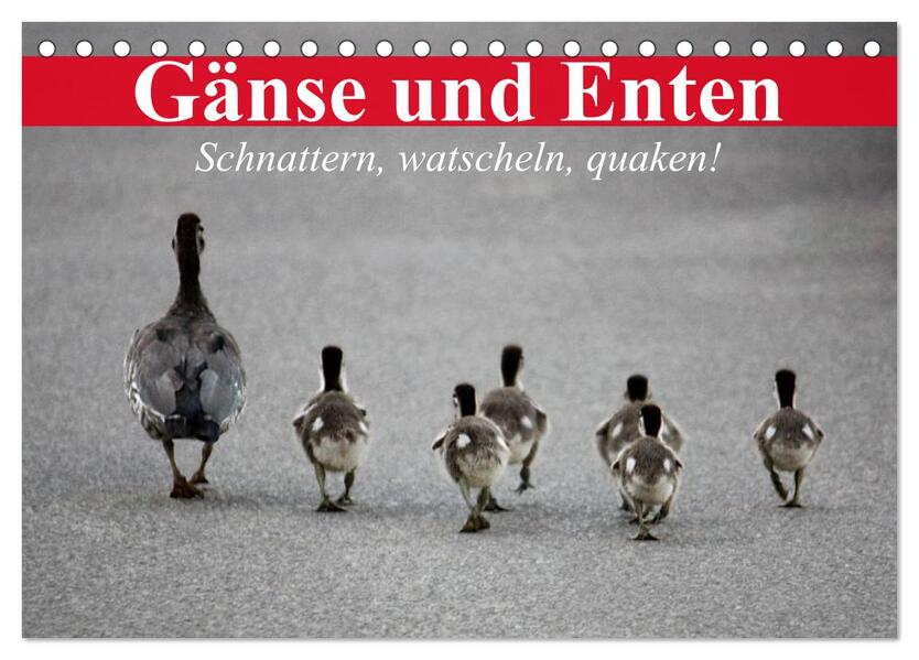 Gänse und Enten. Schnattern watscheln quaken! (Tischkalender 2026 DIN A5 quer) CALVENDO Monatskalender