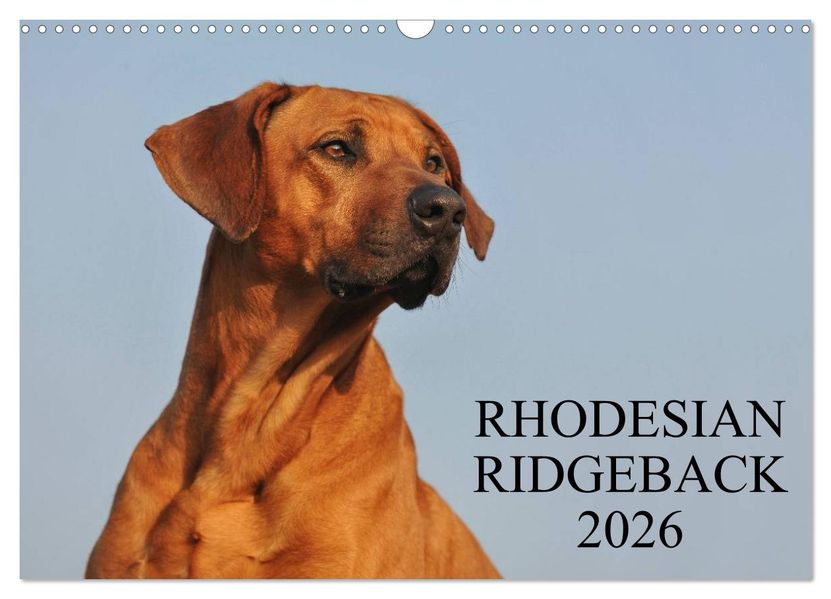Rhodesian Ridgeback 2026 (Wandkalender 2026 DIN A3 quer) CALVENDO Monatskalender