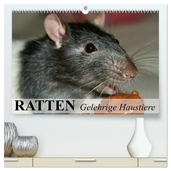 Ratten - Gelehrige Haustiere (hochwertiger Premium Wandkalender 2026 DIN A2 quer) Kunstdruck in Hochglanz