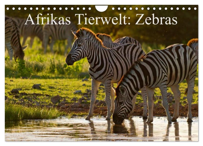 Afrikas Tierwelt: Zebras (Wandkalender 2026 DIN A4 quer) CALVENDO Monatskalender