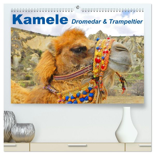 Kamele Dromedar & Trampeltier (hochwertiger Premium Wandkalender 2026 DIN A2 quer) Kunstdruck in Hochglanz
