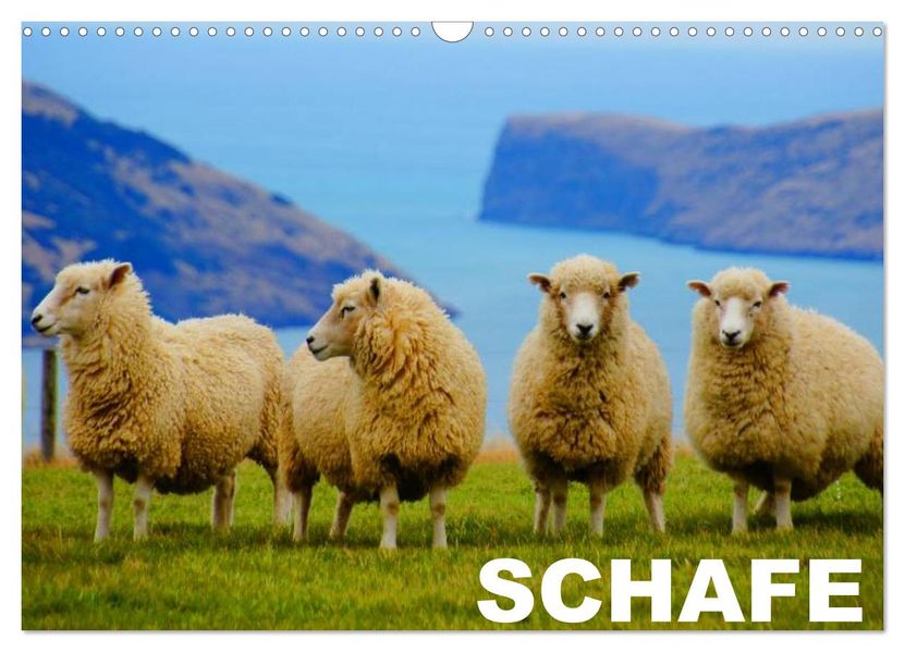 Schafe / Geburtstagskalender (Wandkalender 2026 DIN A3 quer) CALVENDO Monatskalender