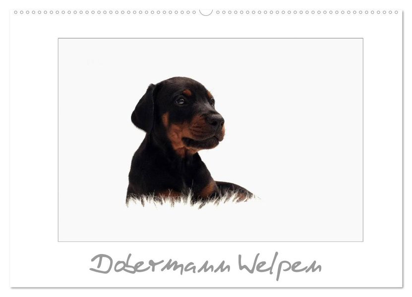 Dobermann Welpen (Wandkalender 2026 DIN A2 quer) CALVENDO Monatskalender