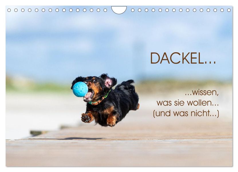 DACKEL... wissen was sie wollen... (und was nicht...) (Wandkalender 2026 DIN A4 quer) CALVENDO Monatskalender