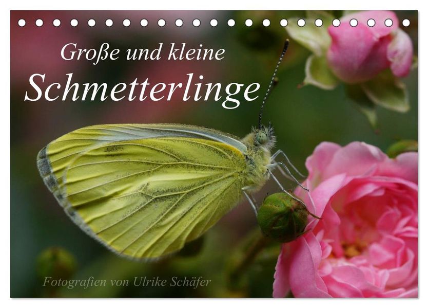 Große und kleine Schmetterlinge (Tischkalender 2026 DIN A5 quer) CALVENDO Monatskalender
