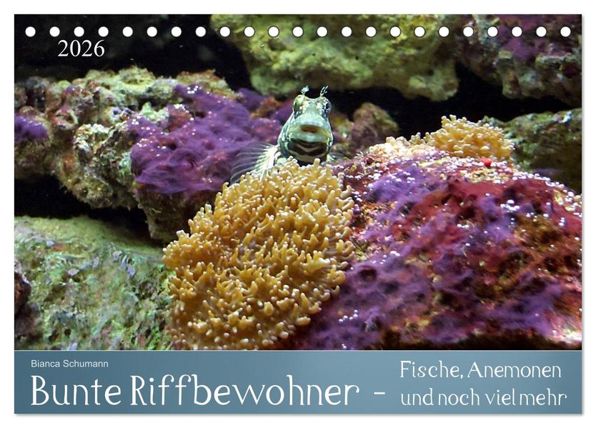 Bunte Riffbewohner - Fische Anemonen und noch viel mehr (Tischkalender 2026 DIN A5 quer) CALVENDO Monatskalender