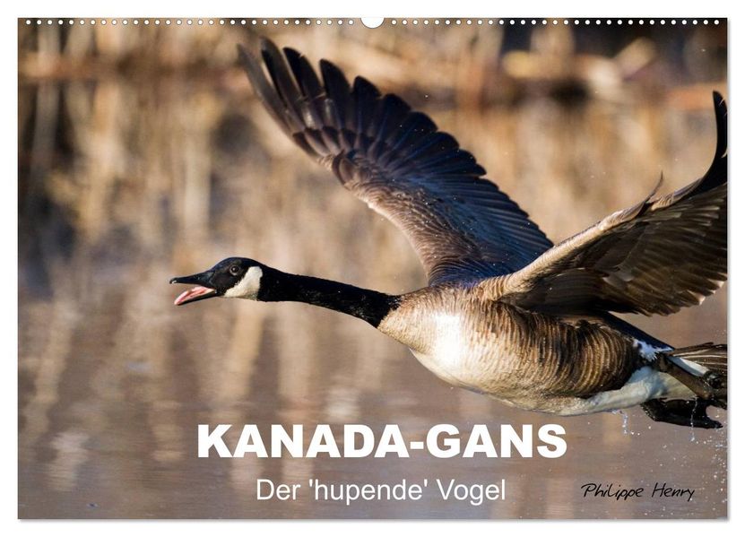 KANADA-GANS - Der 'hupende' Vogel (Wandkalender 2026 DIN A2 quer) CALVENDO Monatskalender