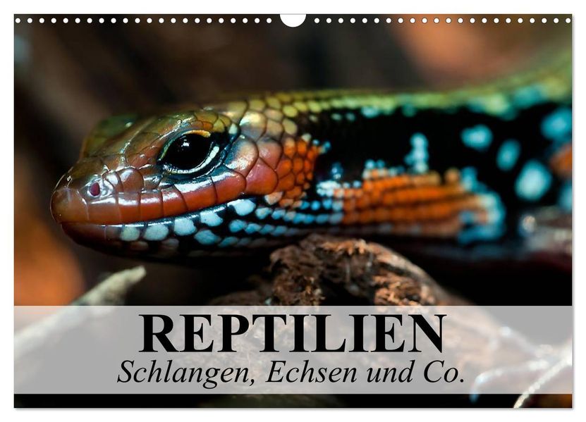 Reptilien Schlangen Echsen und Co. (Wandkalender 2026 DIN A3 quer) CALVENDO Monatskalender