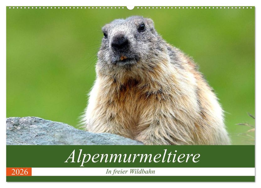 Alpenmurmeltiere in freier Wildbahn (Wandkalender 2026 DIN A2 quer) CALVENDO Monatskalender