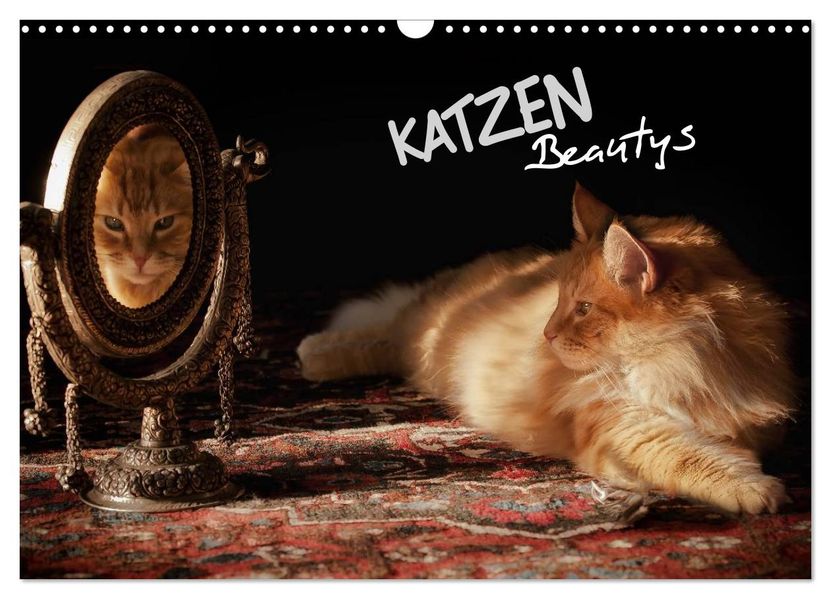 KATZEN Beautys (Wandkalender 2026 DIN A3 quer) CALVENDO Monatskalender