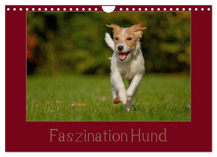 Faszination Hund (Wandkalender 2026 DIN A4 quer) CALVENDO Monatskalender