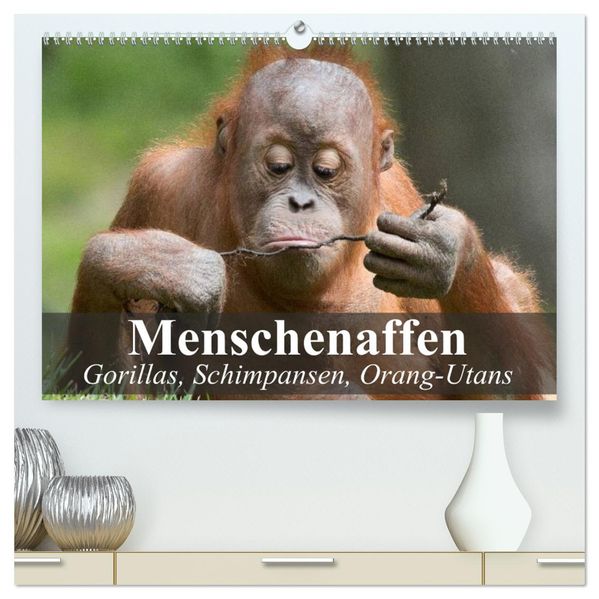 Menschenaffen. Gorillas Schimpansen Orang-Utans (hochwertiger Premium Wandkalender 2026 DIN A2 quer) Kunstdruck in Hochglanz