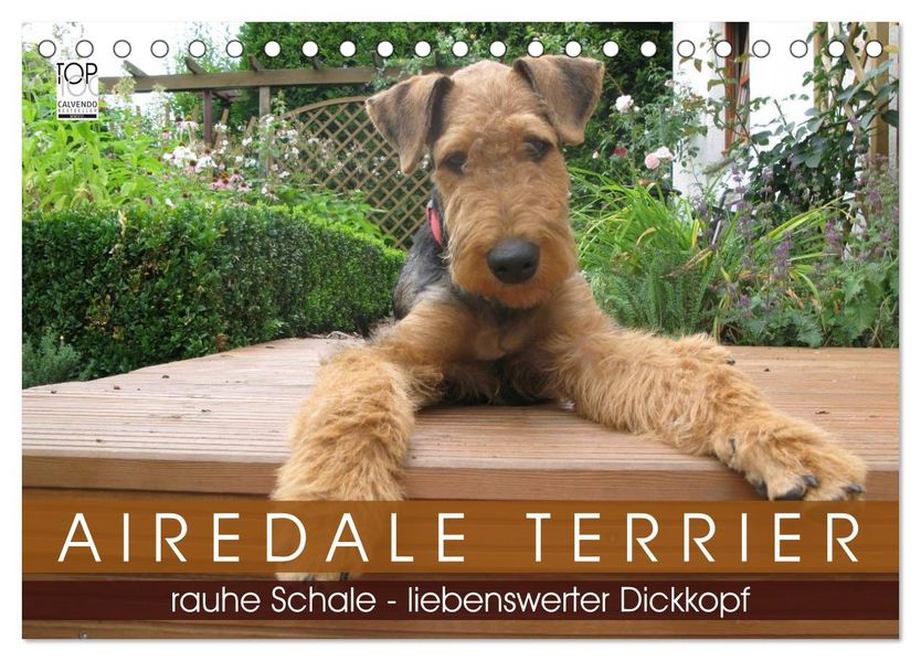 Airedale Terrier (Tischkalender 2026 DIN A5 quer) CALVENDO Monatskalender