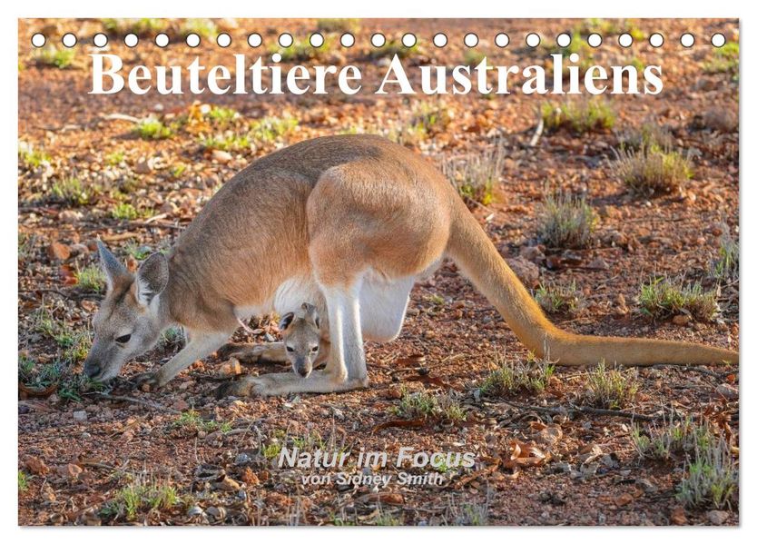 Beuteltiere Australiens (Tischkalender 2026 DIN A5 quer) CALVENDO Monatskalender