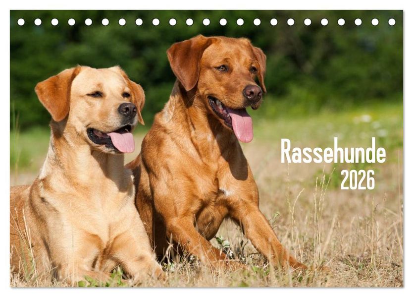 Rassehunde (Tischkalender 2026 DIN A5 quer) CALVENDO Monatskalender