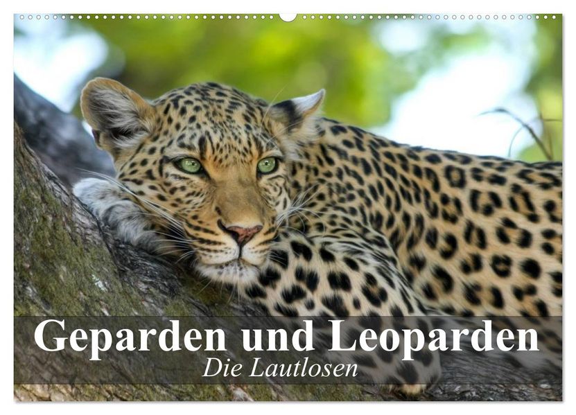 Die Lautlosen. Geparden und Leoparden (Wandkalender 2026 DIN A2 quer) CALVENDO Monatskalender