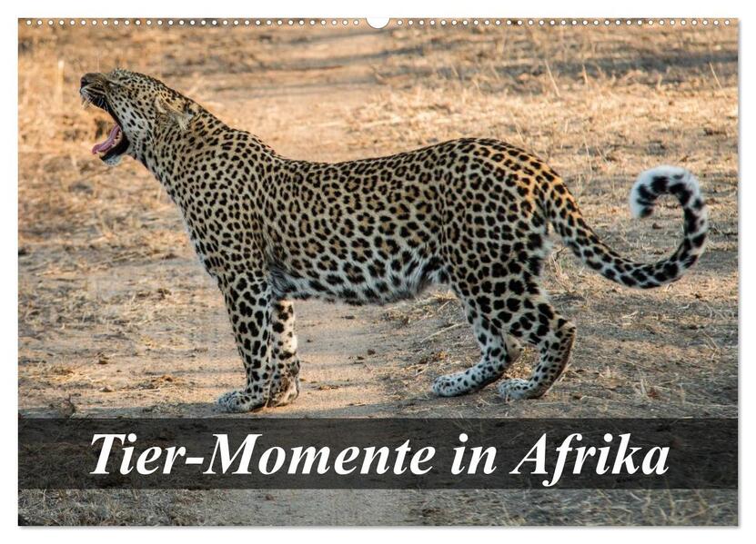 Tier-Momente in Afrika (Wandkalender 2026 DIN A2 quer) CALVENDO Monatskalender