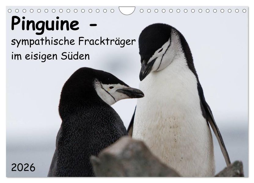 Pinguine - sympathische Frackträger im eisigen Süden (Wandkalender 2026 DIN A4 quer) CALVENDO Monatskalender