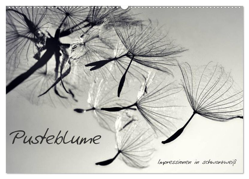 Pusteblume - Impressionen in schwarzweiß (Wandkalender 2026 DIN A2 quer) CALVENDO Monatskalender