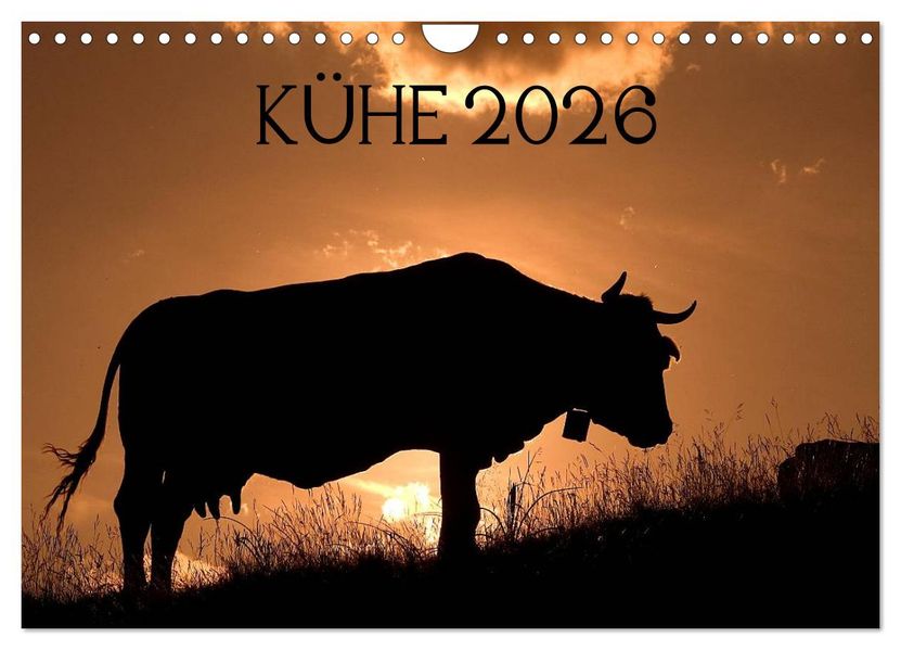 Kühe 2026 (Wandkalender 2026 DIN A4 quer) CALVENDO Monatskalender