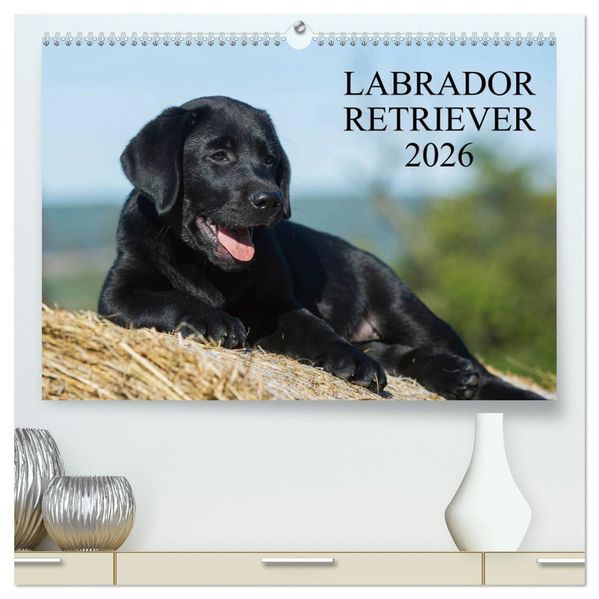 Labrador Retriever 2026 (hochwertiger Premium Wandkalender 2026 DIN A2 quer) Kunstdruck in Hochglanz