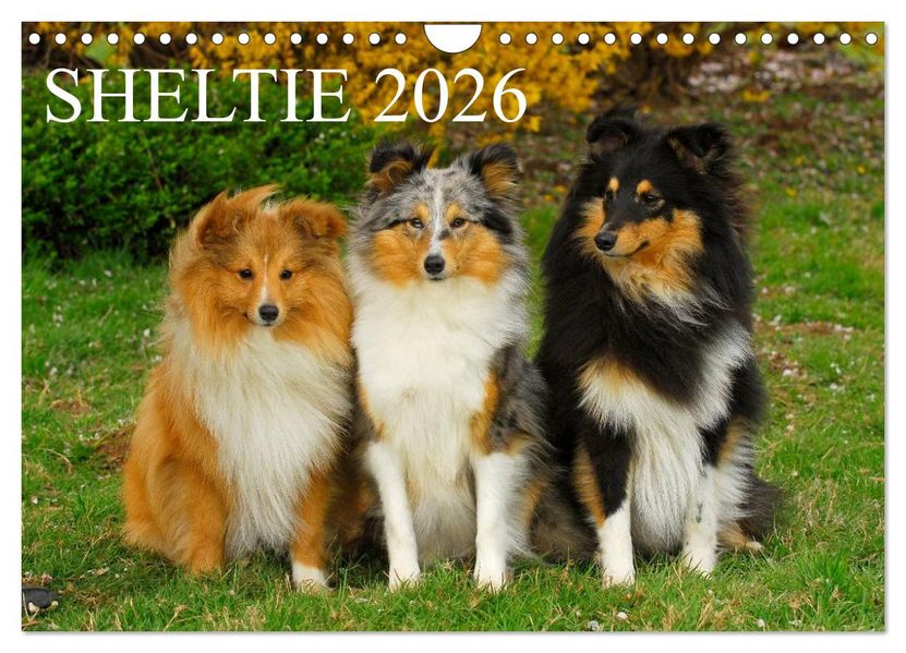 Sheltie 2026 (Wandkalender 2026 DIN A4 quer) CALVENDO Monatskalender