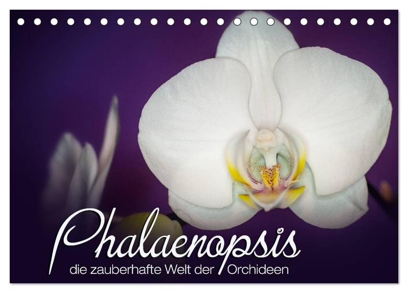Phalaenopsis - die zauberhafte Welt der Orchideen (Tischkalender 2026 DIN A5 quer) CALVENDO Monatskalender