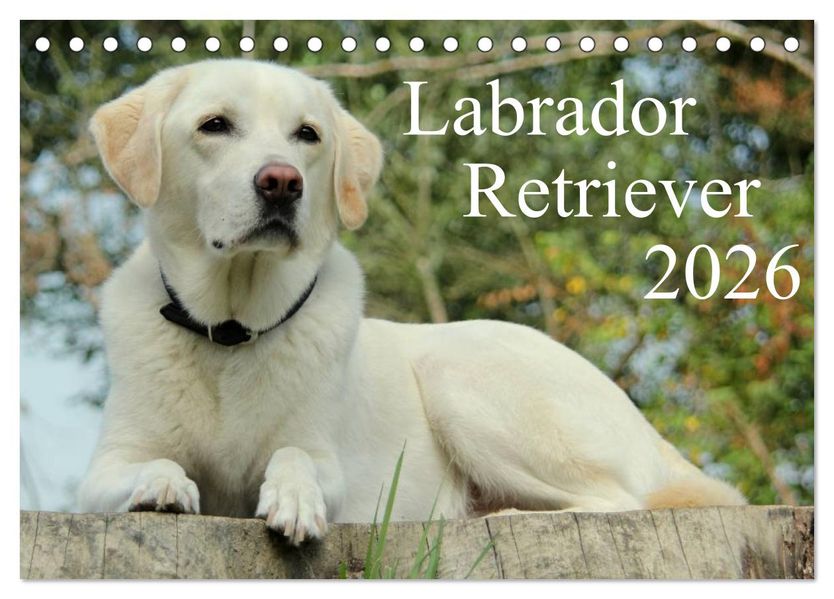 Labrador Retriever 2026 (Tischkalender 2026 DIN A5 quer) CALVENDO Monatskalender