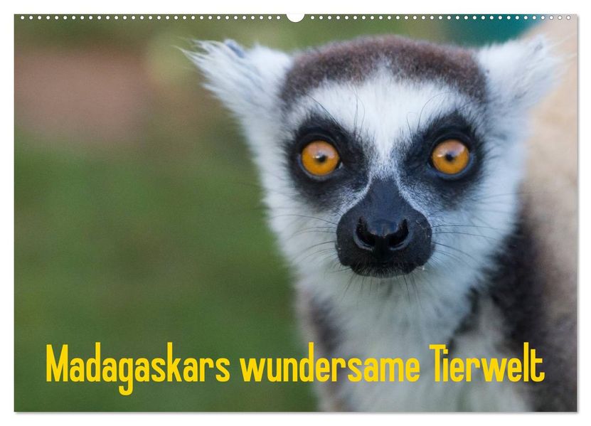 Madagaskars wundersame Tierwelt (Wandkalender 2026 DIN A2 quer) CALVENDO Monatskalender