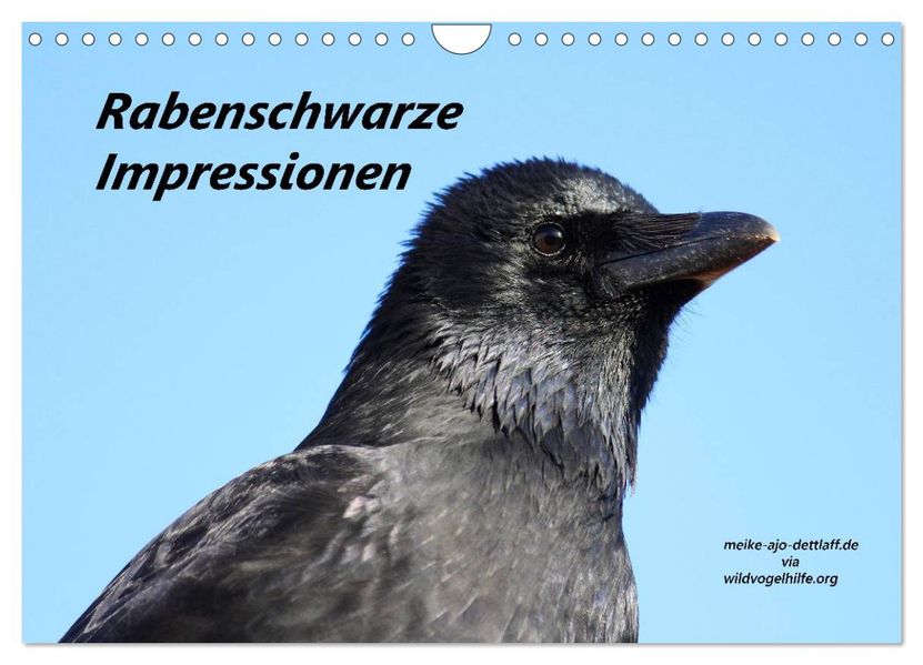 Rabenschwarze Impressionen - meike-ajo-dettlaff.de via wildvogelhlfe.org (Wandkalender 2026 DIN A4 quer) CALVENDO Monatskalender