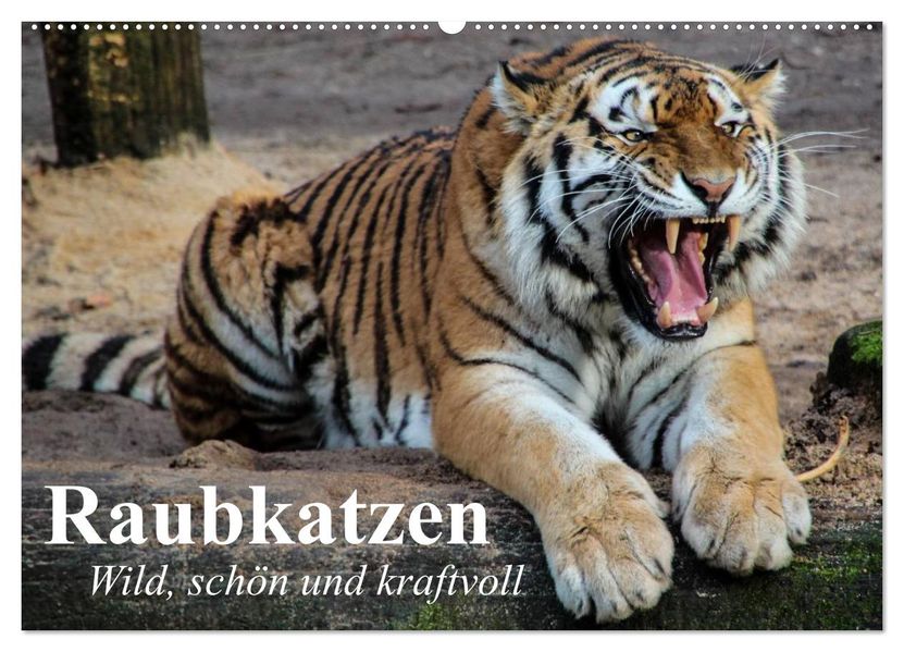 Raubkatzen. Wild schön und kraftvoll (Wandkalender 2026 DIN A2 quer) CALVENDO Monatskalender