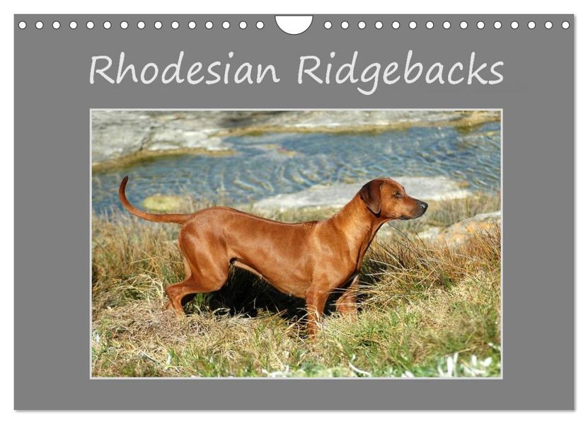Rhodesian Ridgebacks (Wandkalender 2026 DIN A4 quer) CALVENDO Monatskalender