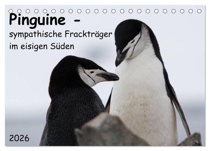 Pinguine - sympathische Frackträger im eisigen Süden (Tischkalender 2026 DIN A5 quer) CALVENDO Monatskalender