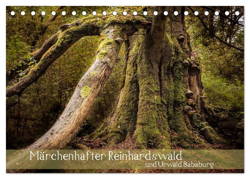 Märchenhafter Reinhardswald und Urwald Sababurg (Tischkalender 2026 DIN A5 quer) CALVENDO Monatskalender