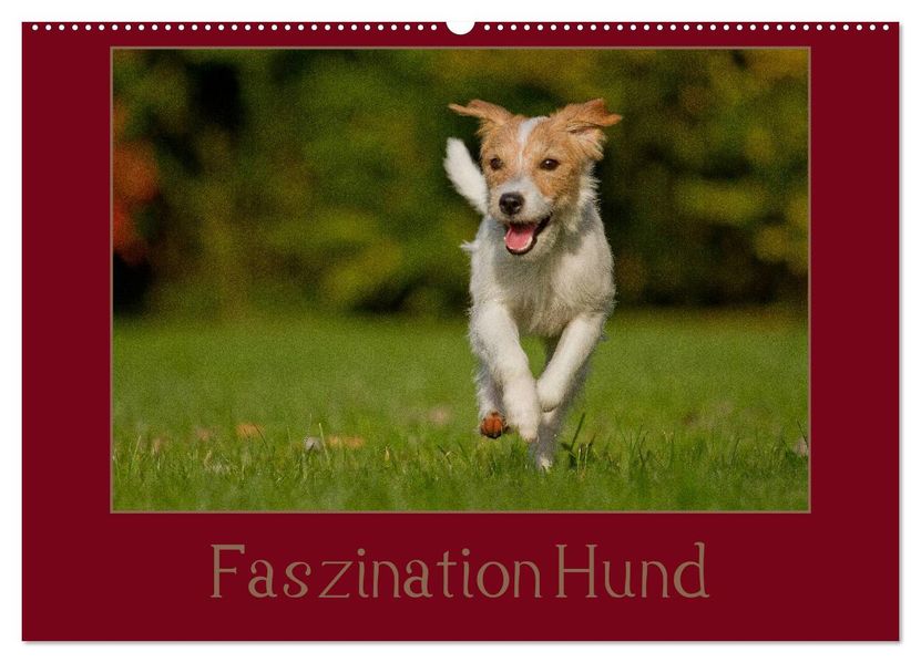 Faszination Hund (Wandkalender 2026 DIN A2 quer) CALVENDO Monatskalender