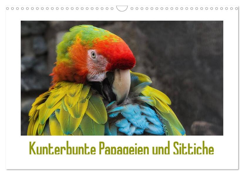 Kunterbunte Papageien und Sittiche (Wandkalender 2026 DIN A3 quer) CALVENDO Monatskalender