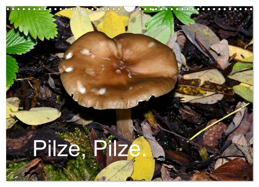 Pilze Pilze (Wandkalender 2026 DIN A3 quer) CALVENDO Monatskalender