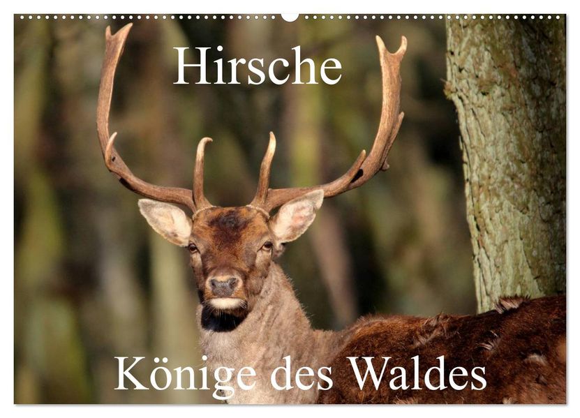 Hirsche - Könige des Waldes/Geburtstagskalender (Wandkalender 2026 DIN A2 quer) CALVENDO Monatskalender