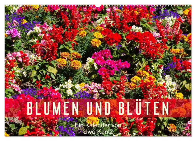 Blumen und Blüten (Wandkalender 2026 DIN A2 quer) CALVENDO Monatskalender