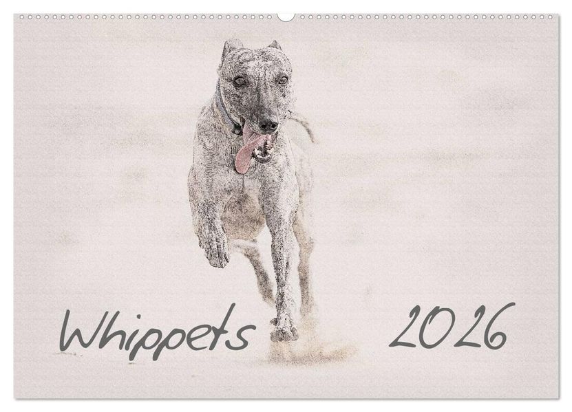 Whippet 2026 (Wandkalender 2026 DIN A2 quer) CALVENDO Monatskalender