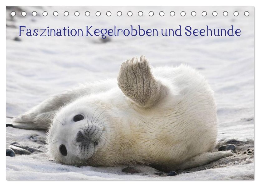 Faszination Kegelrobben und Seehunde 2026 (Tischkalender 2026 DIN A5 quer) CALVENDO Monatskalender