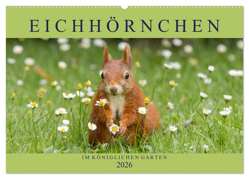 Eichhörnchen im Königlichen Garten (Wandkalender 2026 DIN A2 quer) CALVENDO Monatskalender
