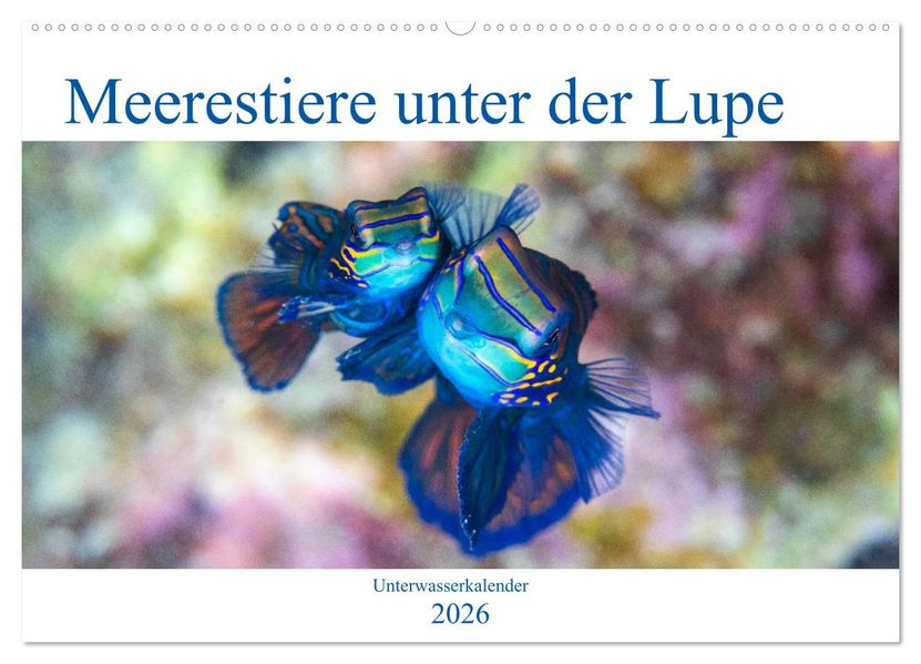 Meerestiere unter der Lupe - Unterwasserkalender (Wandkalender 2026 DIN A2 quer) CALVENDO Monatskalender