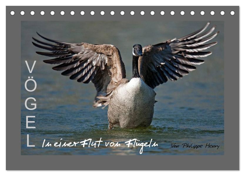 VÖGEL (Tischkalender 2026 DIN A5 quer) CALVENDO Monatskalender