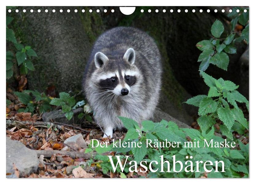 Der kleine Räuber mit Maske - Waschbären (Wandkalender 2026 DIN A4 quer) CALVENDO Monatskalender