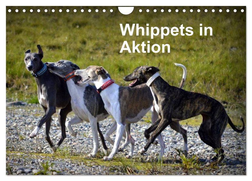 Whippets in Aktion (Wandkalender 2026 DIN A4 quer) CALVENDO Monatskalender